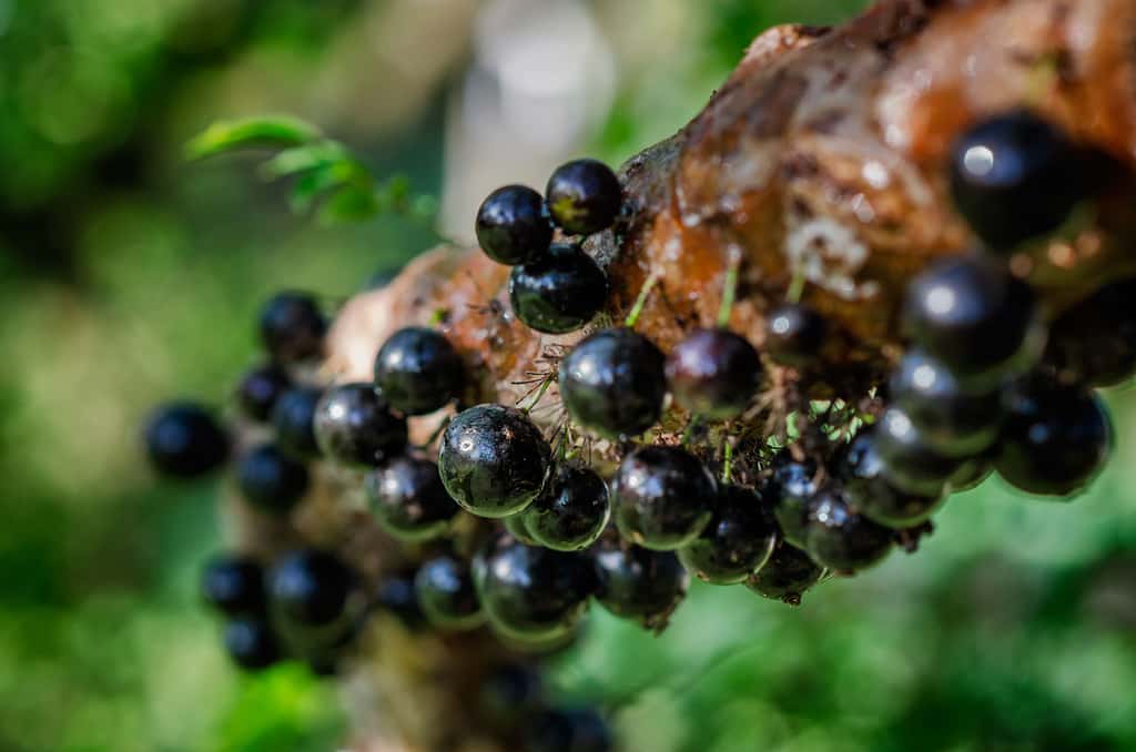 Jabuticaba : la vigne brésilienne